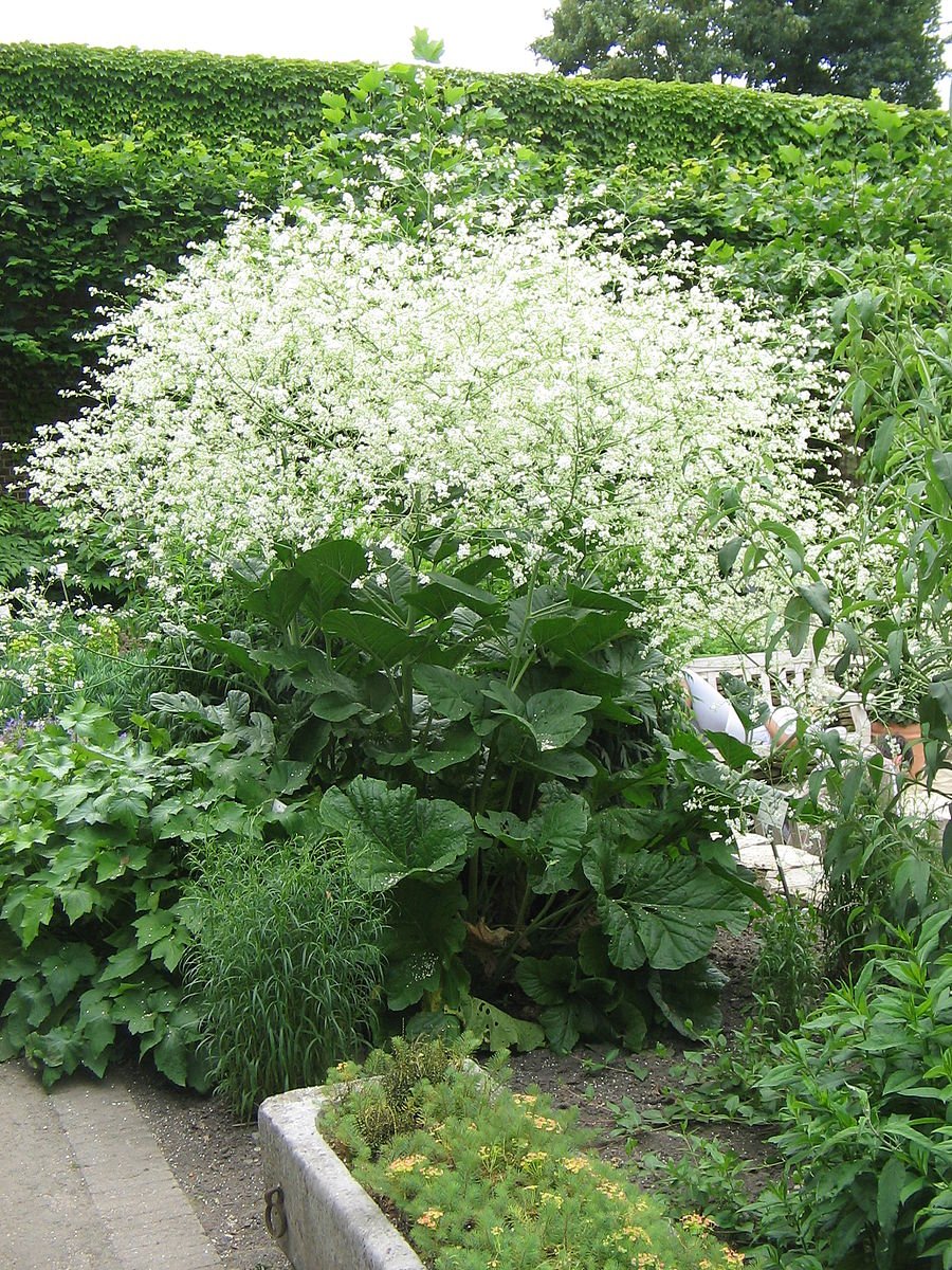 Crambe cordifolia (flowering sea kale) in bloom