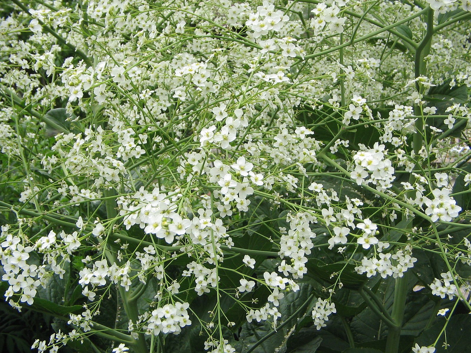 Crambe cordifolia (flowering sea kale) flowers