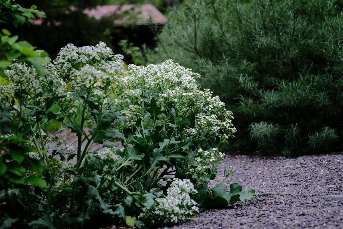 Crambe maritima (sea kale) white flowers  in May at The Old Dairy Nursery