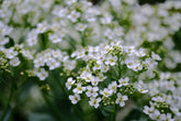 Crambe maritima (sea kale) close up of white flowers that bloom in May at The Old Dairy Nursery