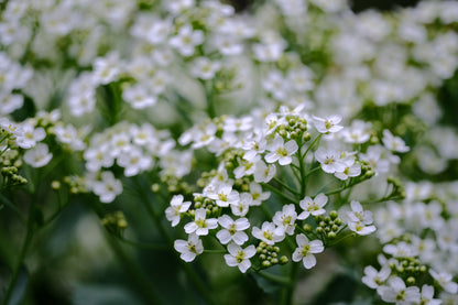 Crambe maritima (sea kale) close up of white flowers that bloom in May at The Old Dairy Nursery