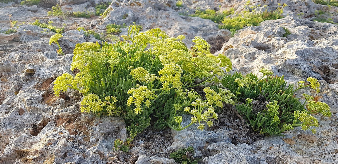 Crithmum maritimum (sea fennel) in its natual habitat