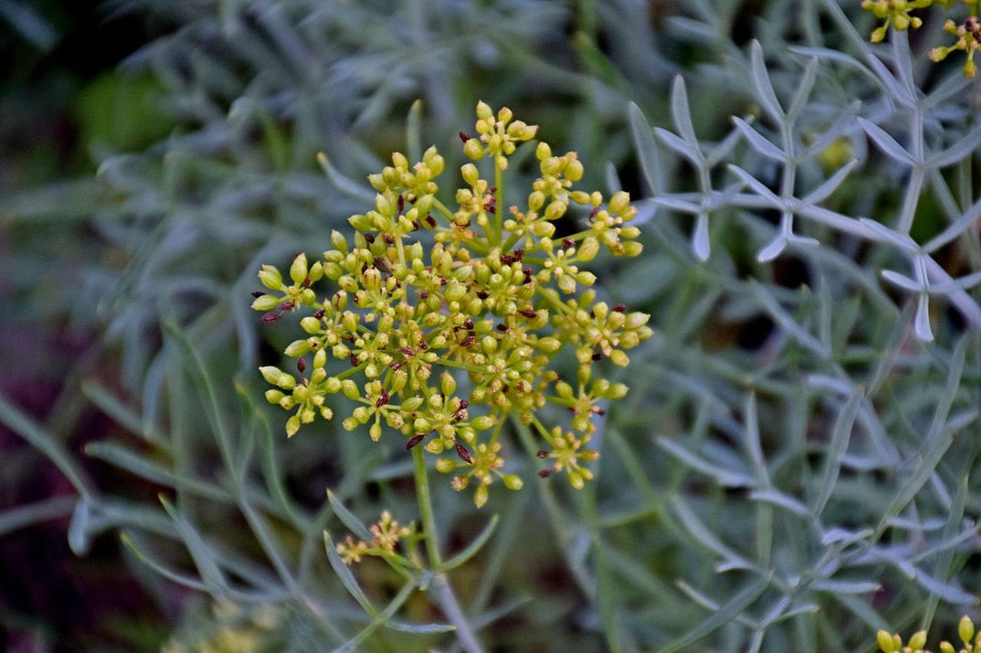 Crithmum maritimum (sea fennel) bloom