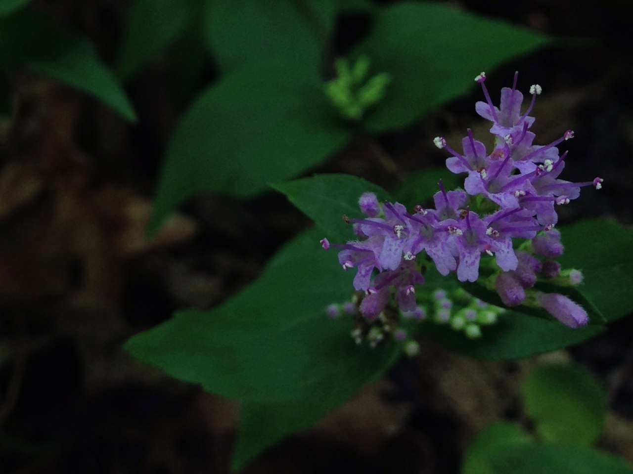 Cunila origanoides (American dittany)