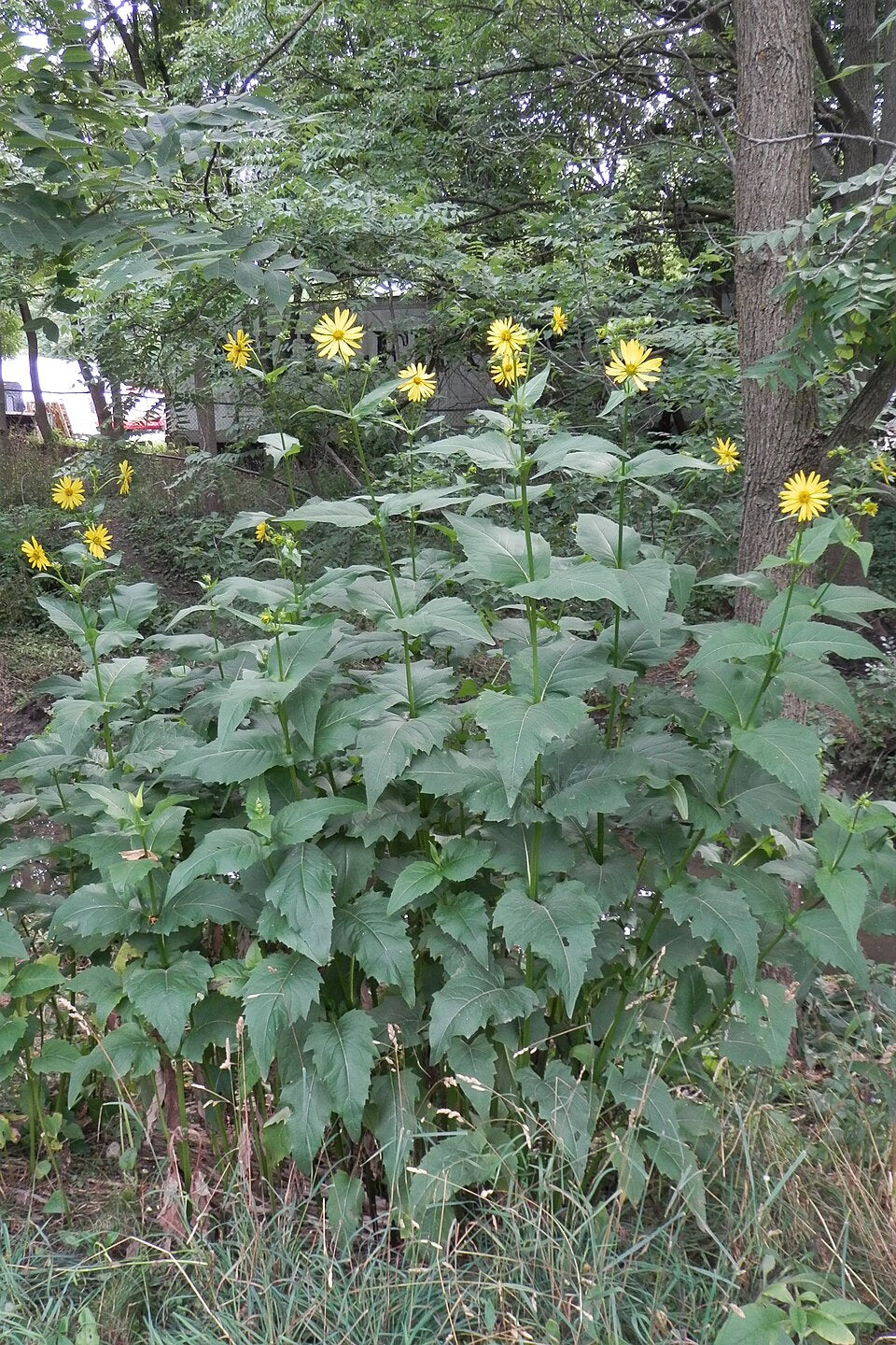 Tall cup plant (Silphium perfoliatum) green plants with yellow flowers in a forest setting