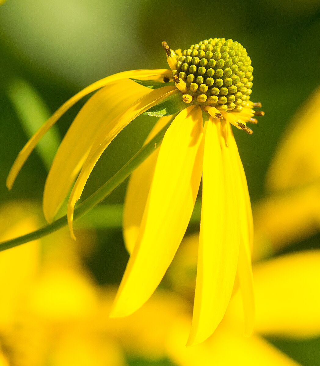 This image highlights a vibrant and tall coneflower, known as Rudbeckia laciniata. The flower is captured in full bloom, showcasing its bright yellow petals that appear both delicate and sturdy.