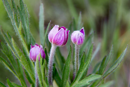 Anemone multifida (cutleaf anemone) pink buds opening