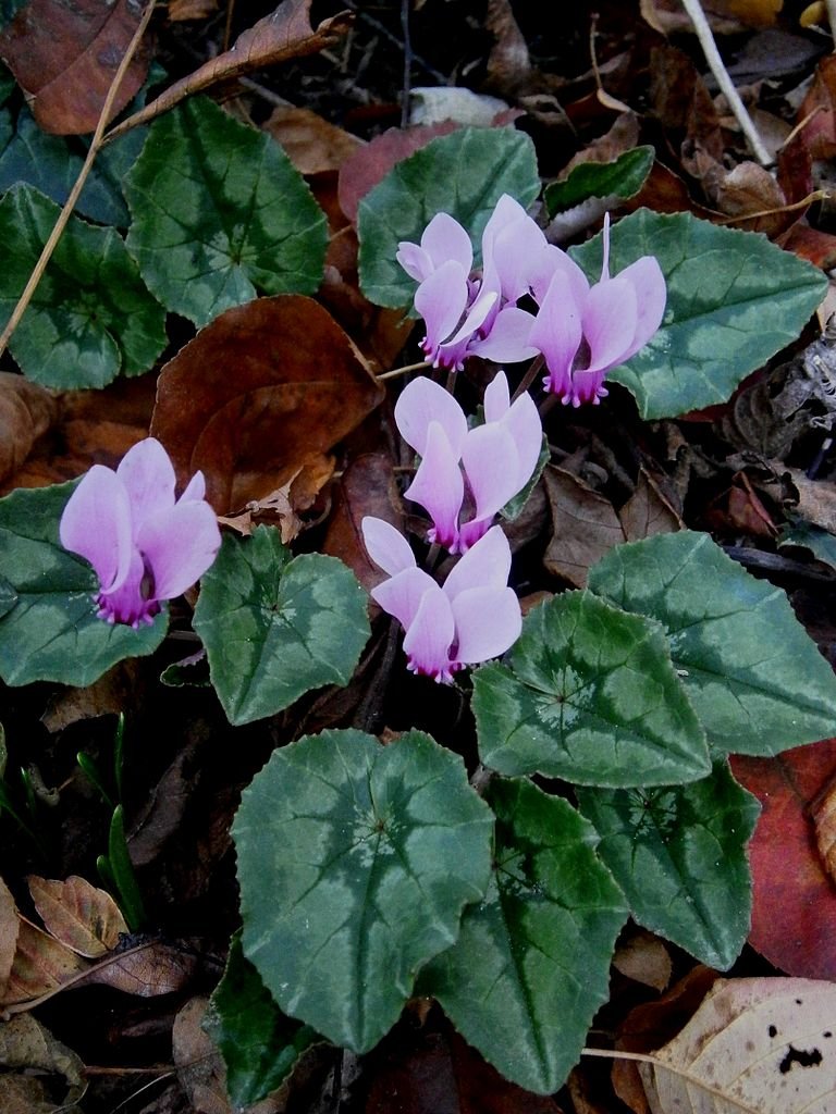 Cyclamen hederifolium (ivy-leaved cyclamen)