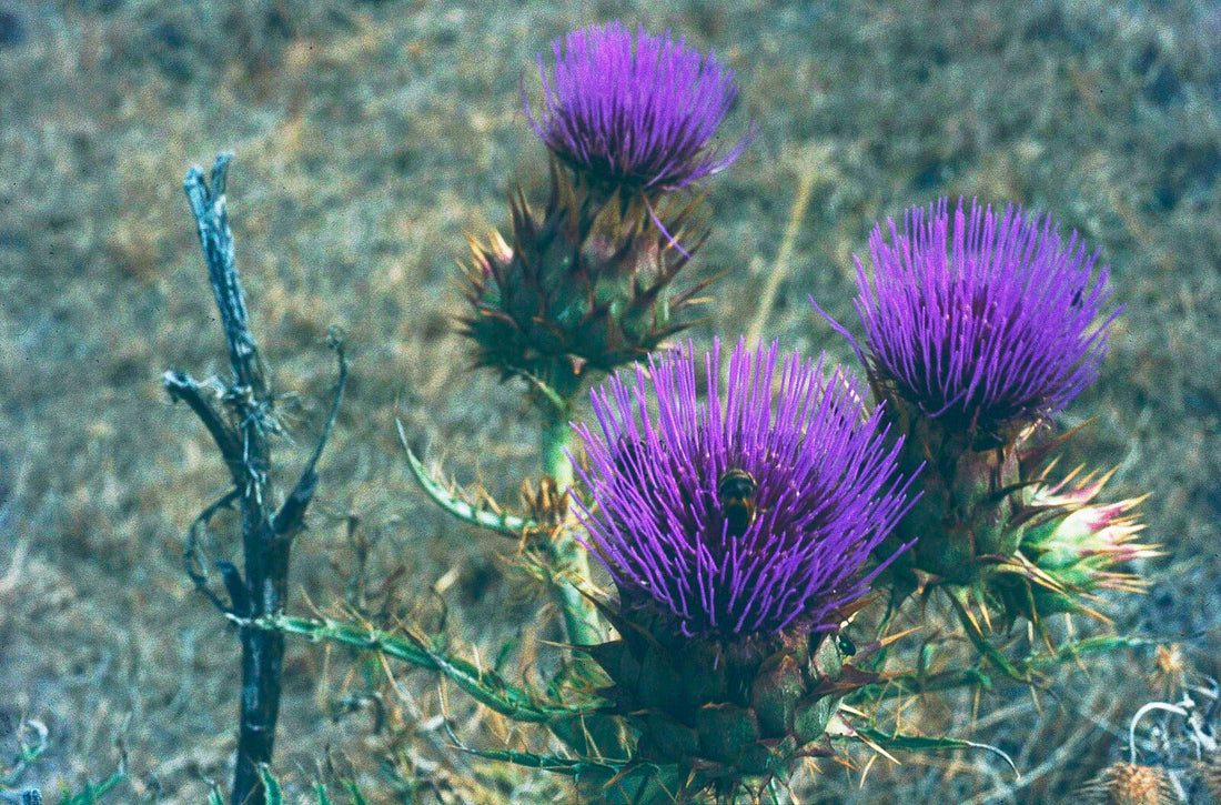 Cynara cardunculus ssp. flavescens