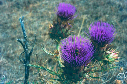 Cynara cardunculus ssp. flavescens