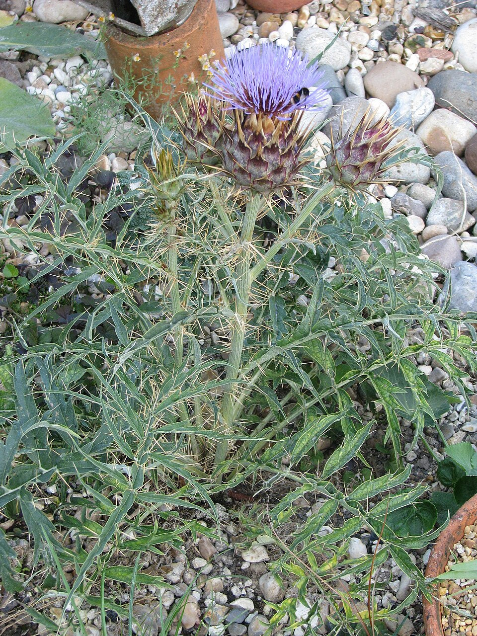 Cynara cardunculus ssp. flavescens