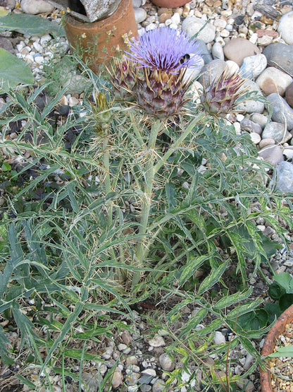 Cynara cardunculus ssp. flavescens