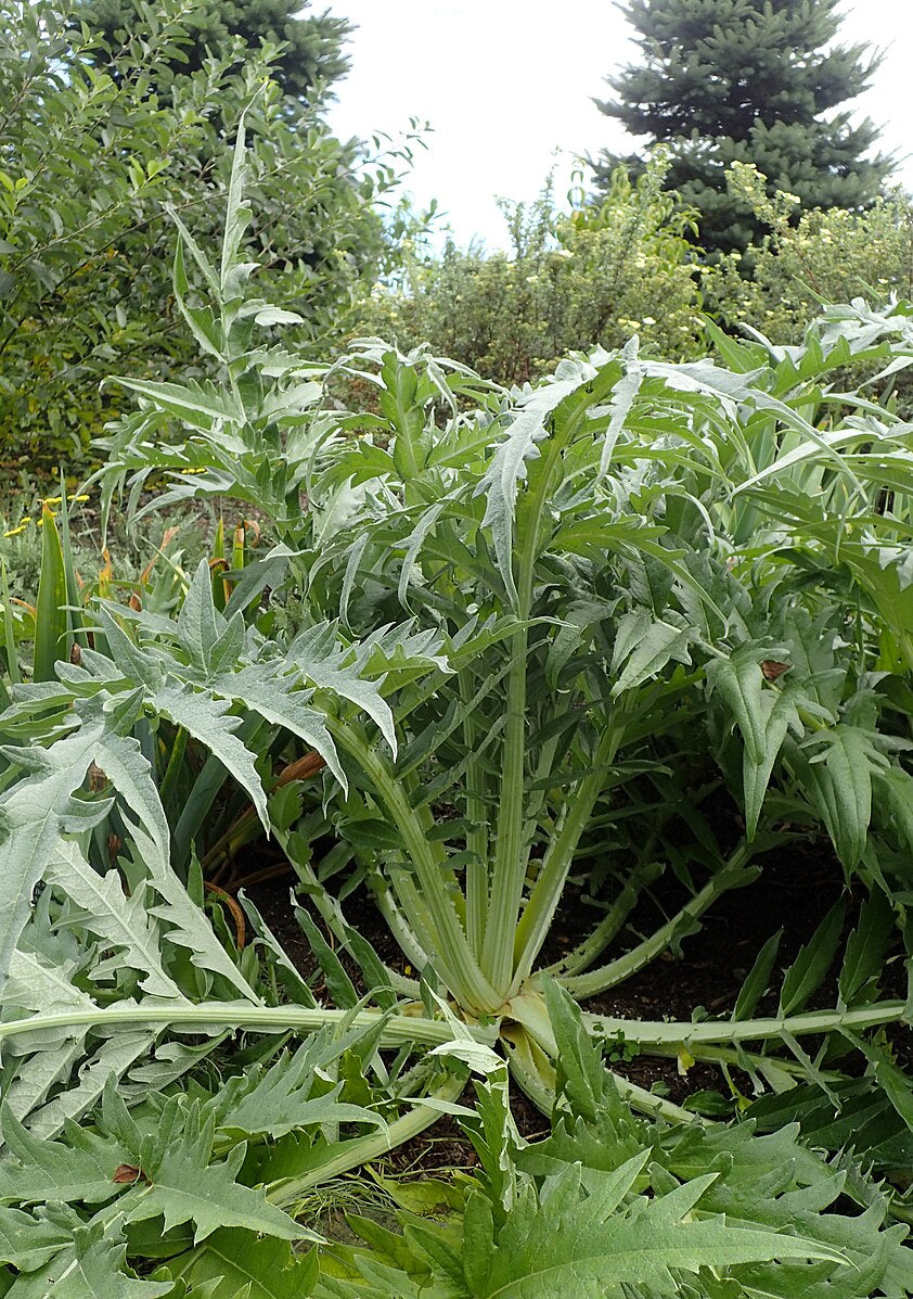 Cardoon foliage