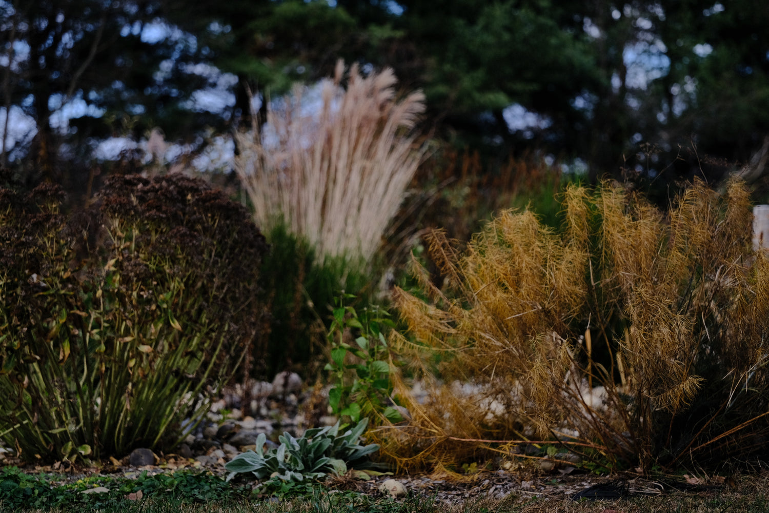 Amsonia hubichtii in the late fall garden at The Old Dairy Nursery