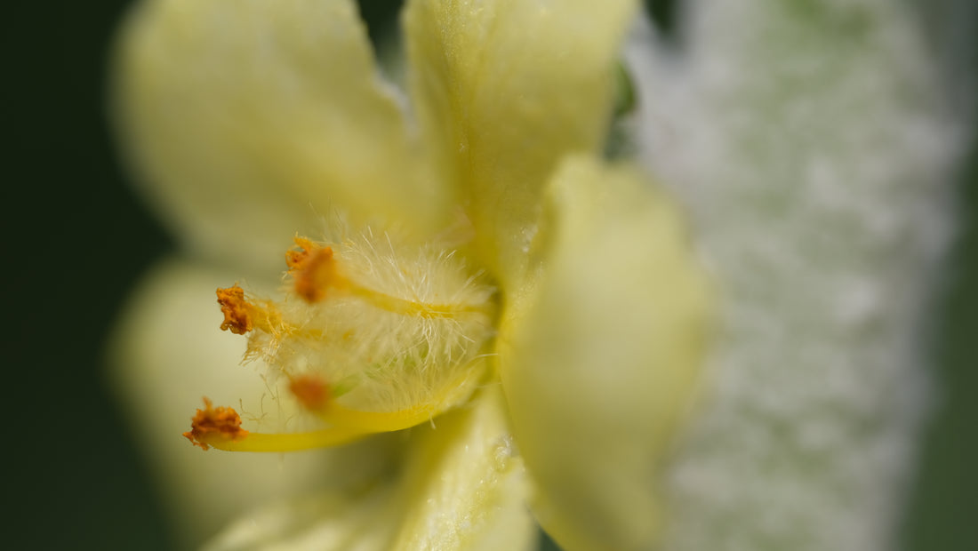 Verbascum bombyciferum &