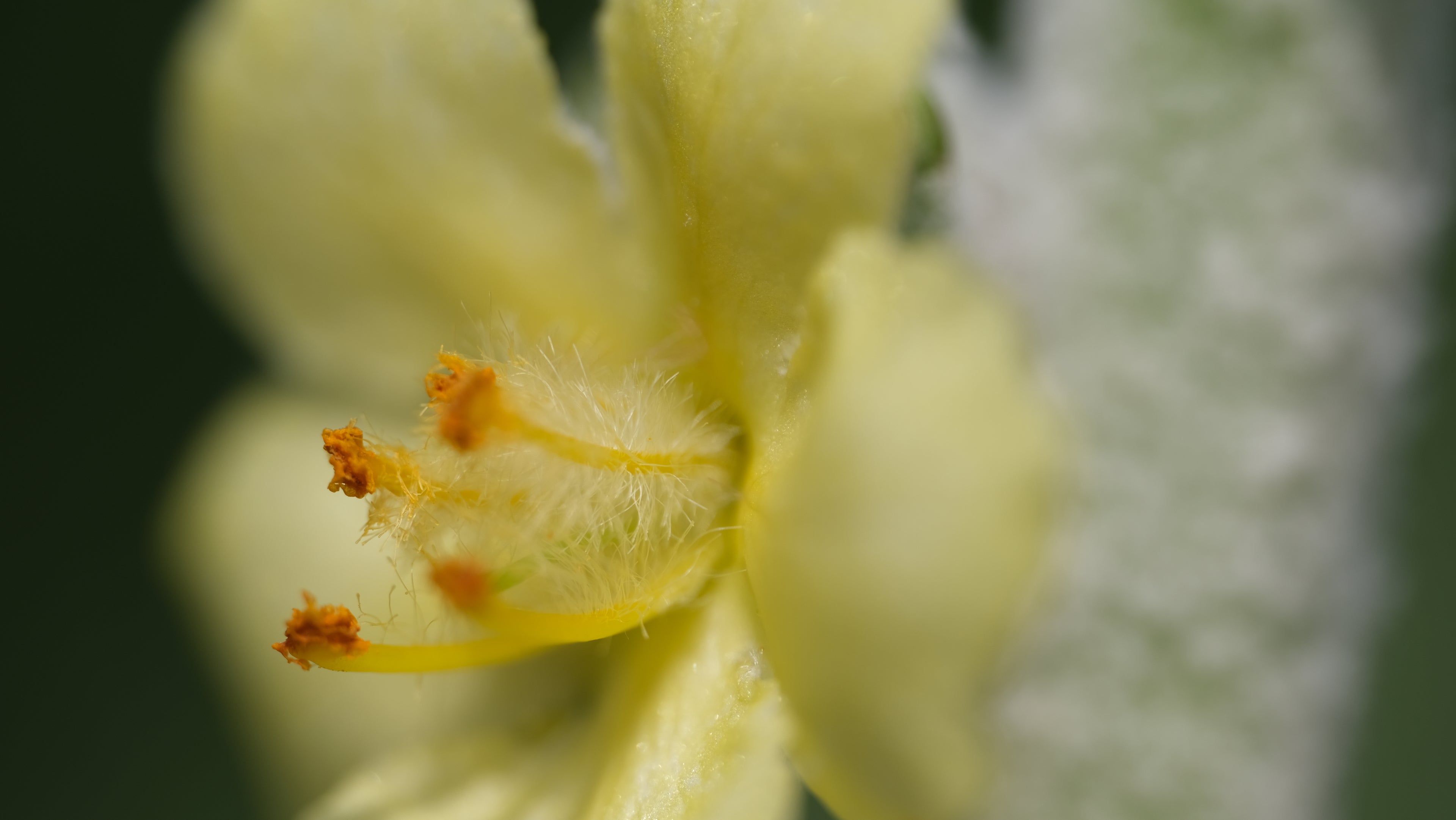 Verbascum bombyciferum &