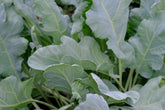 Crambe maritima (sea kale) glaucous foliage