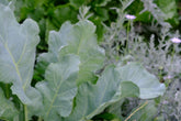 Crambe maritima (sea kale) glaucous foliage in garden