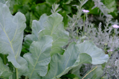 Crambe maritima (sea kale) glaucous foliage in garden