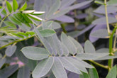 Senna marilandica (wild senna) foliage