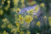 Verbascum roripifolium (mullein) flowering