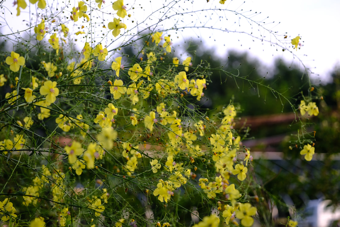 Verbascum roripifolium (mullein) in full bloom