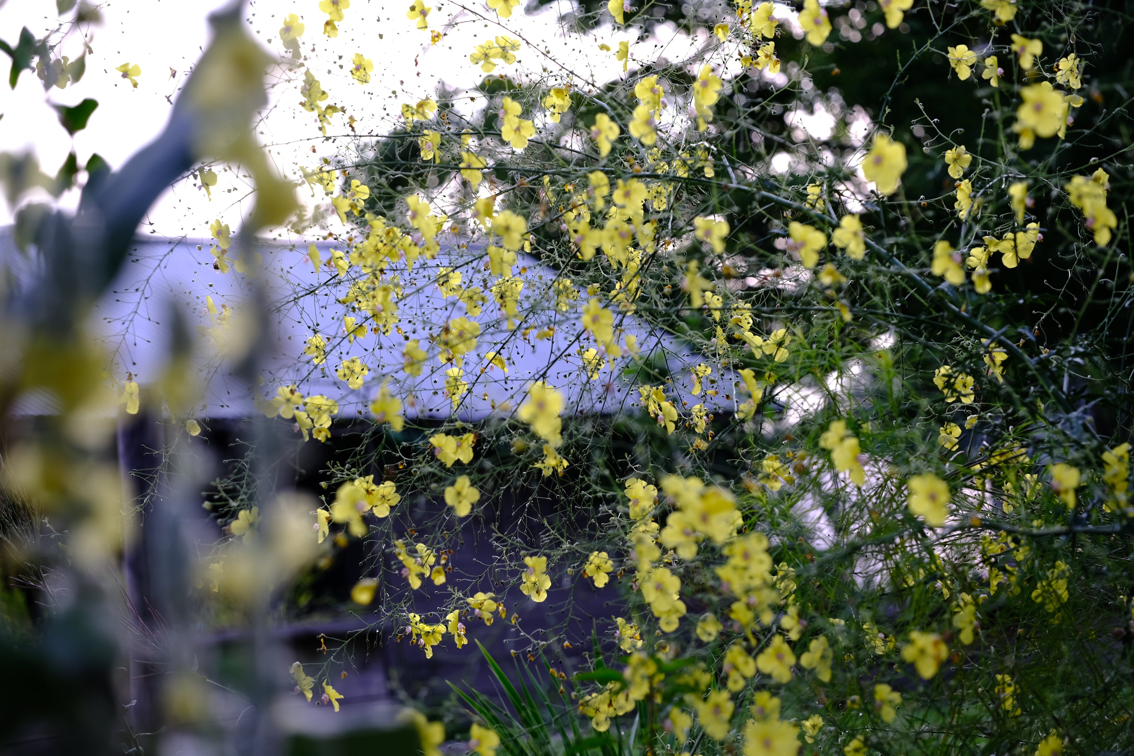 Verbascum roripifolium (mullein) in the garden