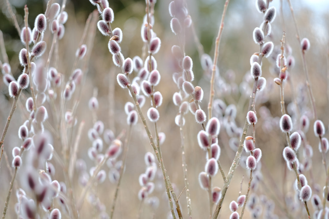 Salix gracilysta &