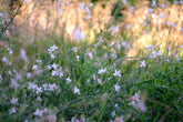 Gaura lindheimeri &