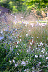 Gaura lindheimeri &