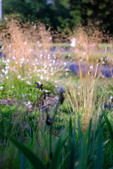Deschampsia caespitosa with gaura and iris