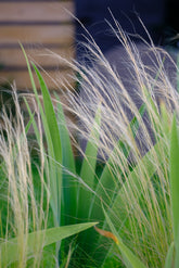 Stipad tenuissima with iris