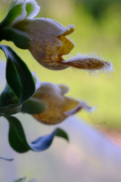 Digitalis ferruginea