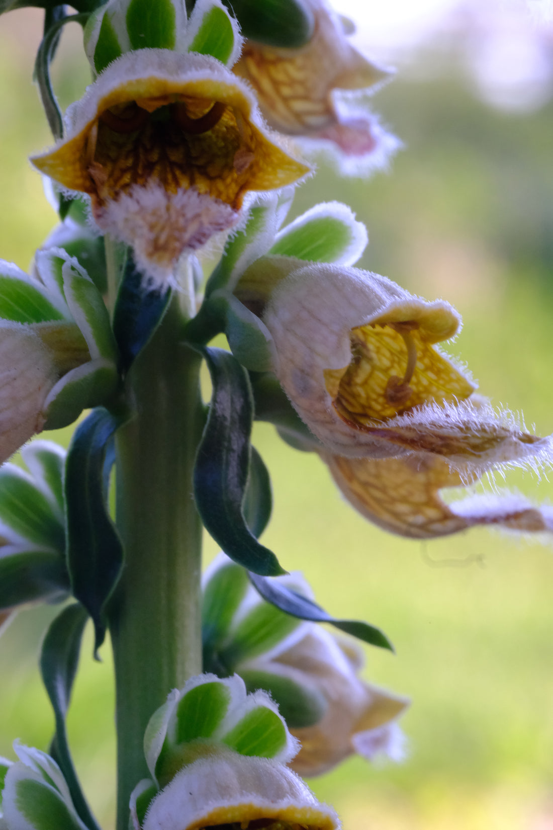 rusty foxglove close up of flowers