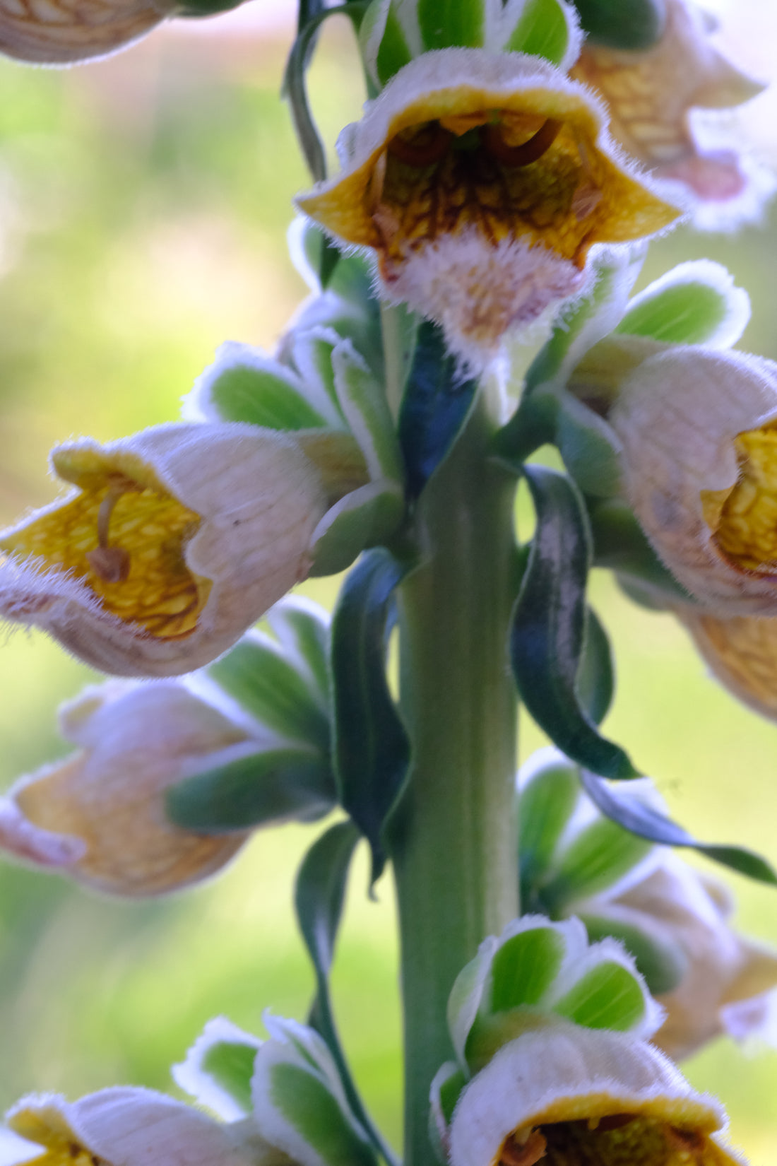 rusty foxglove close up of flowers