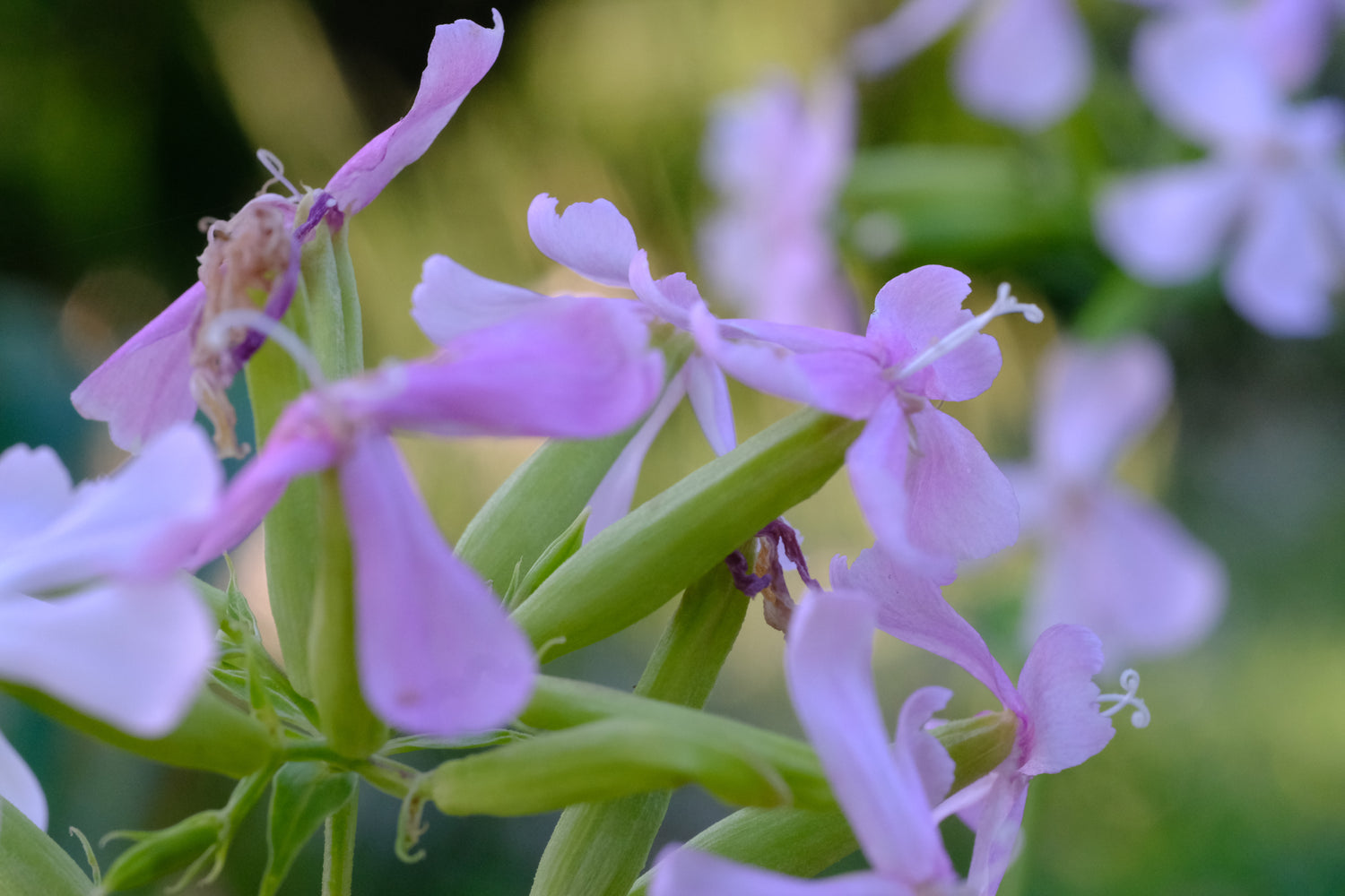 Saponaria officinalis rosea plena (bouncing bet) blooming