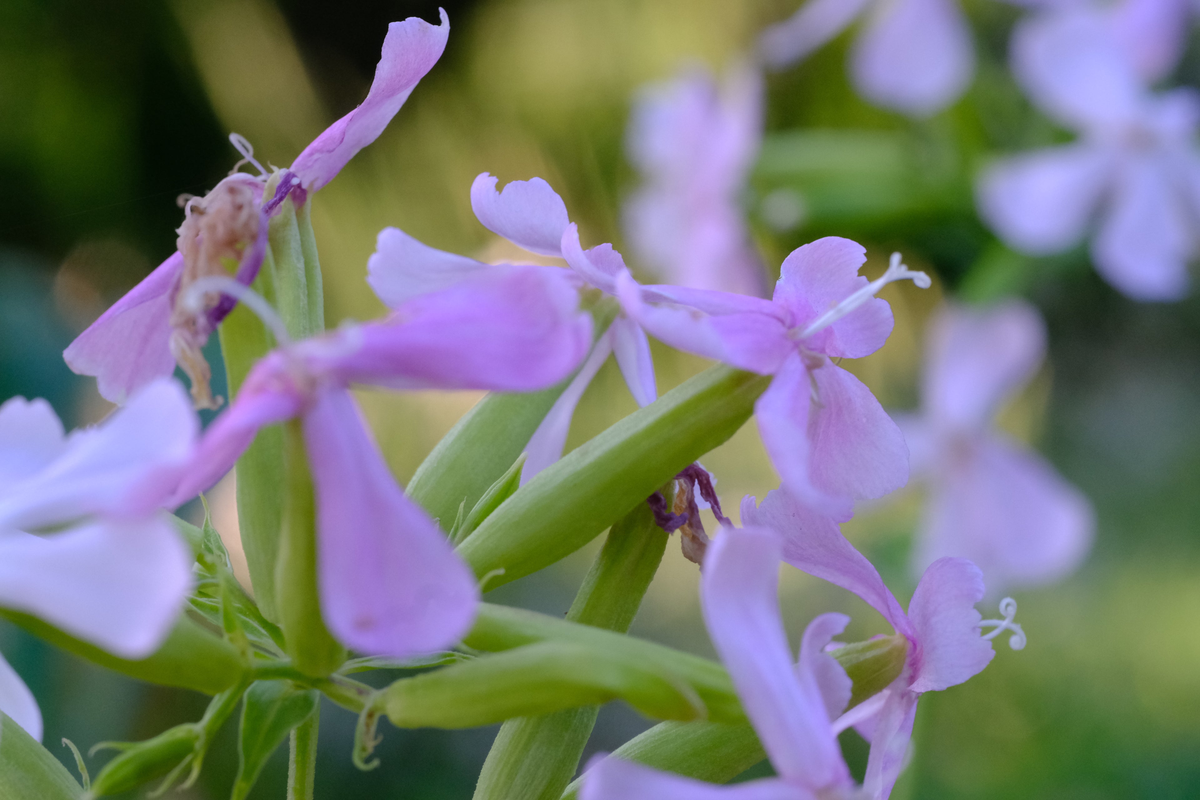 Saponaria officinalis rosea plena (bouncing bet) blooming