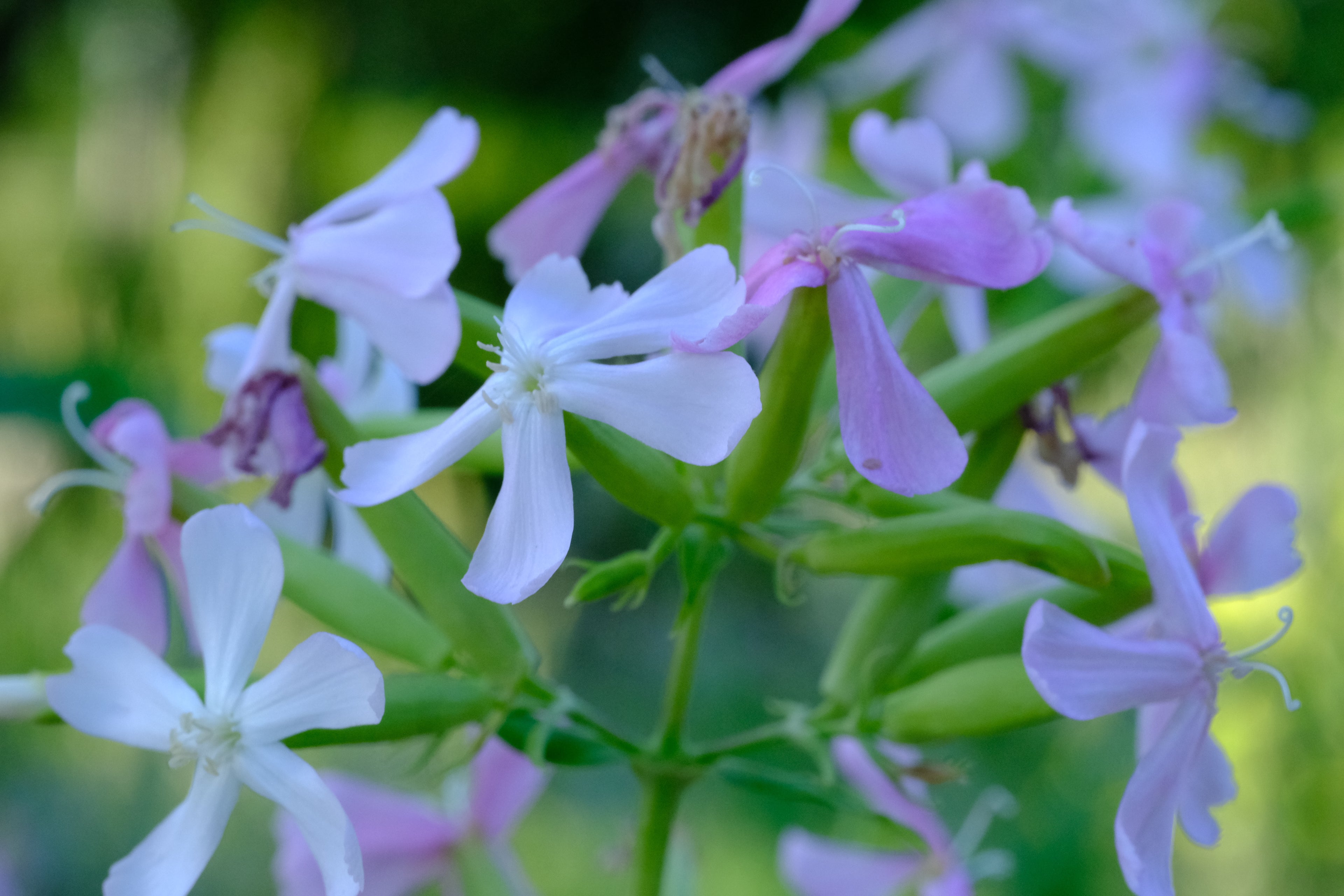 Saponaria officinalis rosea plena (bouncing bet) in bloom