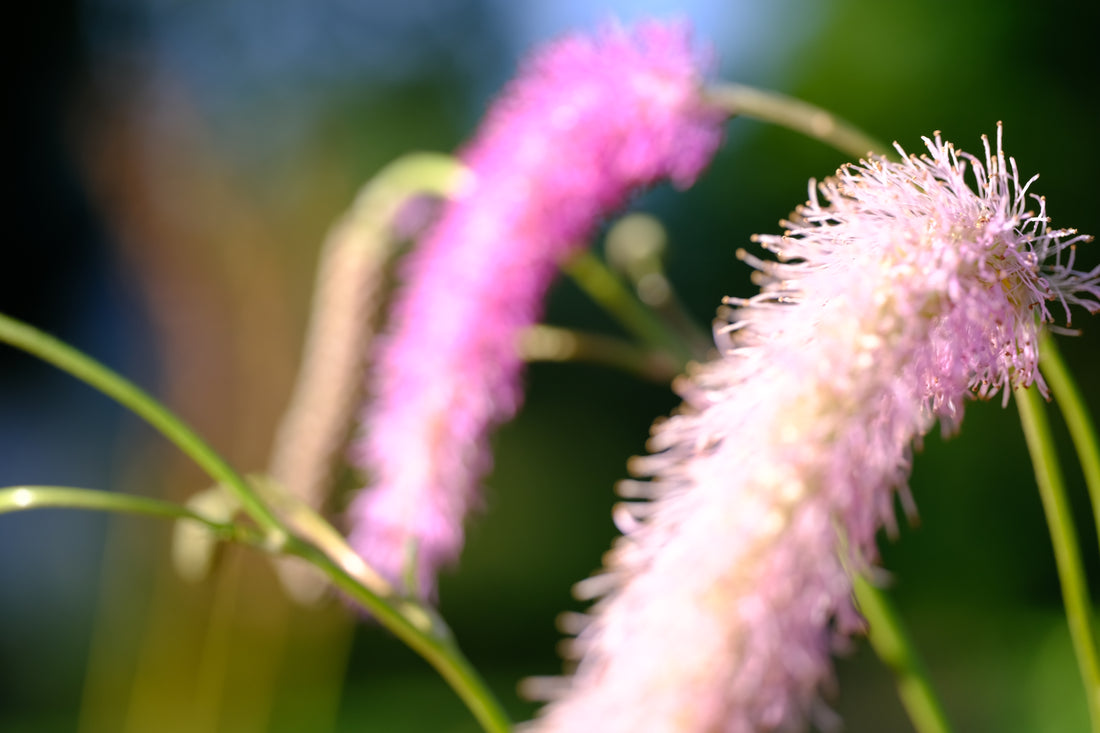 Sanguisorba lilac squirrel flowers