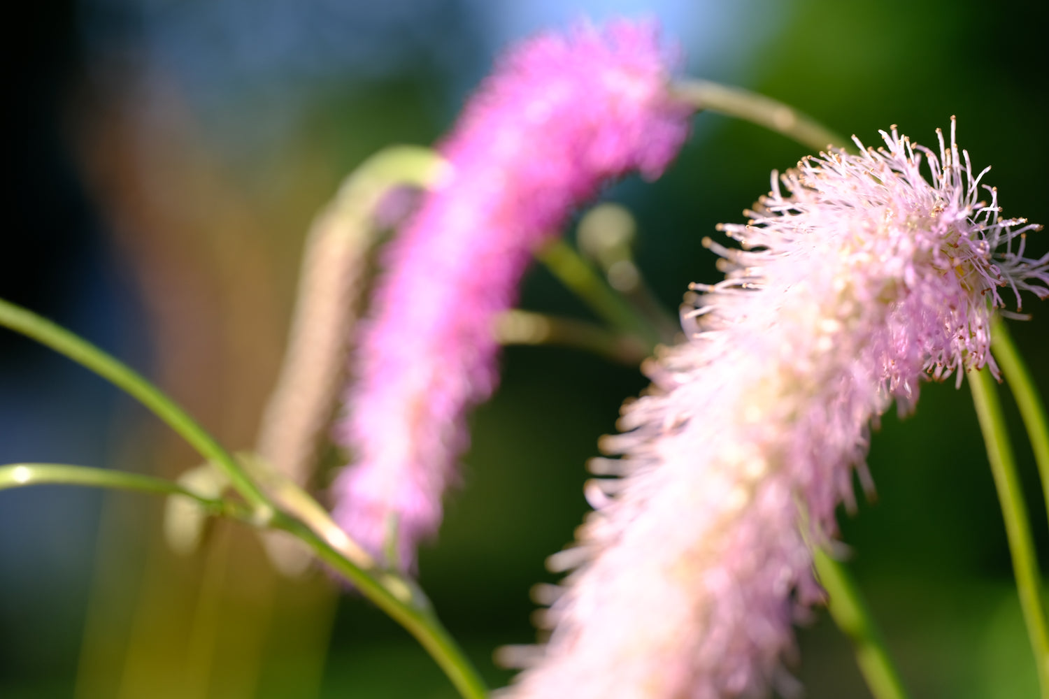 Sanguisorba lilac squirrel flowers