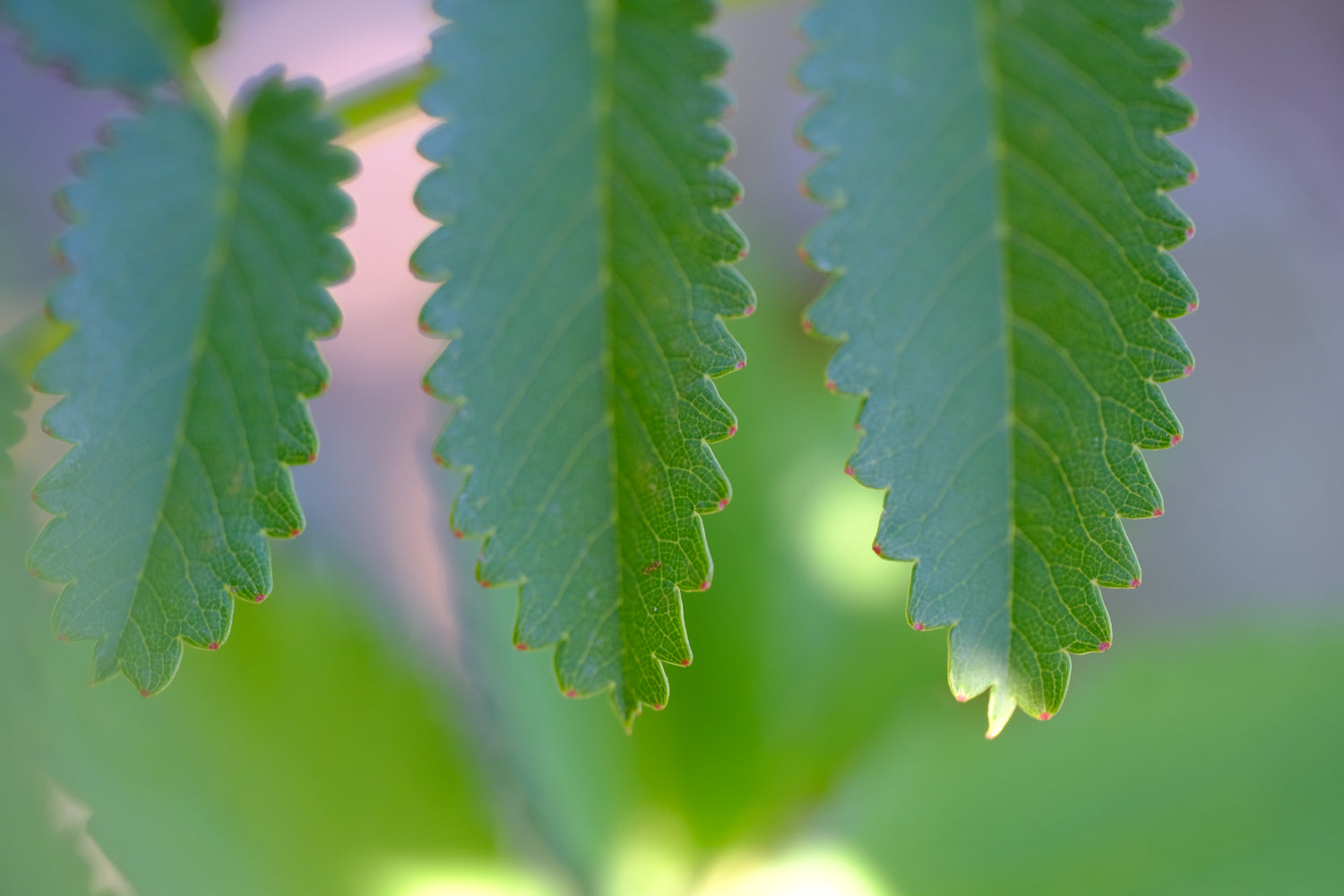 Sanguisorba foliage