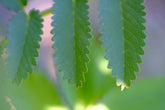 Sanguisorba foliage
