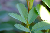 Sanguisorba leaves