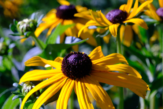 Rudbeckia fulgida var. sullivantii 'Goldsturm'