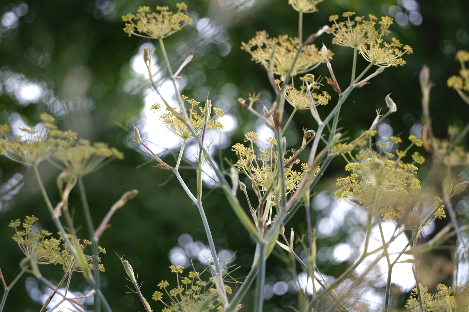 Foeniculum vulgare &