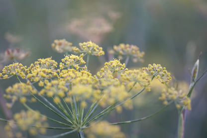 Foeniculum vulgare &