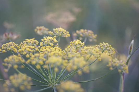 Foeniculum vulgare 'Purpureum'