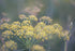 Foeniculum vulgare &