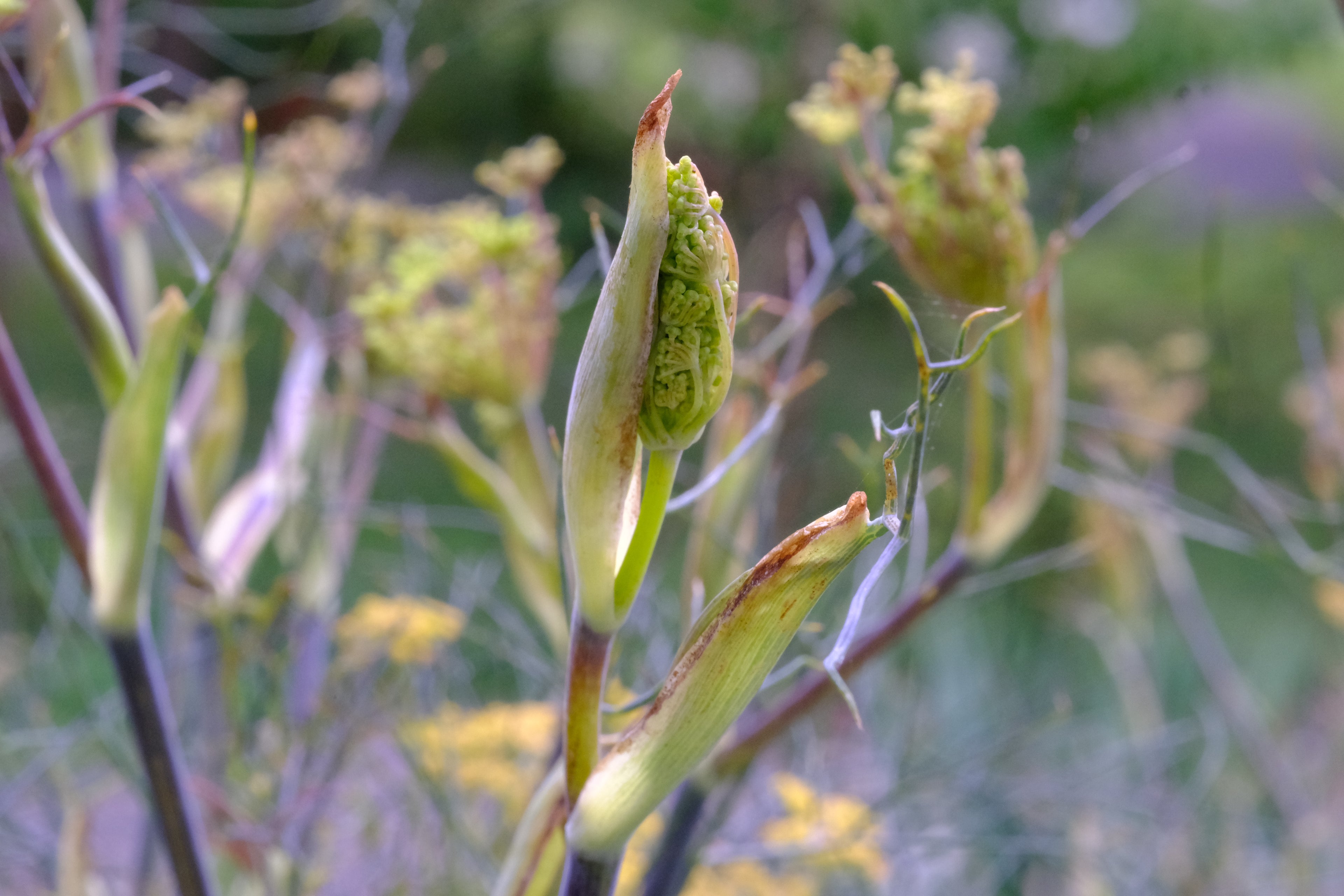 Foeniculum vulgare &