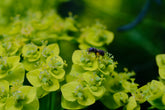 Euphorbia cyparissias | Cypress spurge flower with native bee